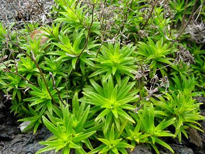 Stereocaulon volcani